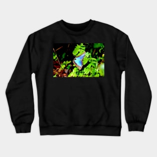 Morphofalter Schmetterling / Swiss Artwork Photography Crewneck Sweatshirt